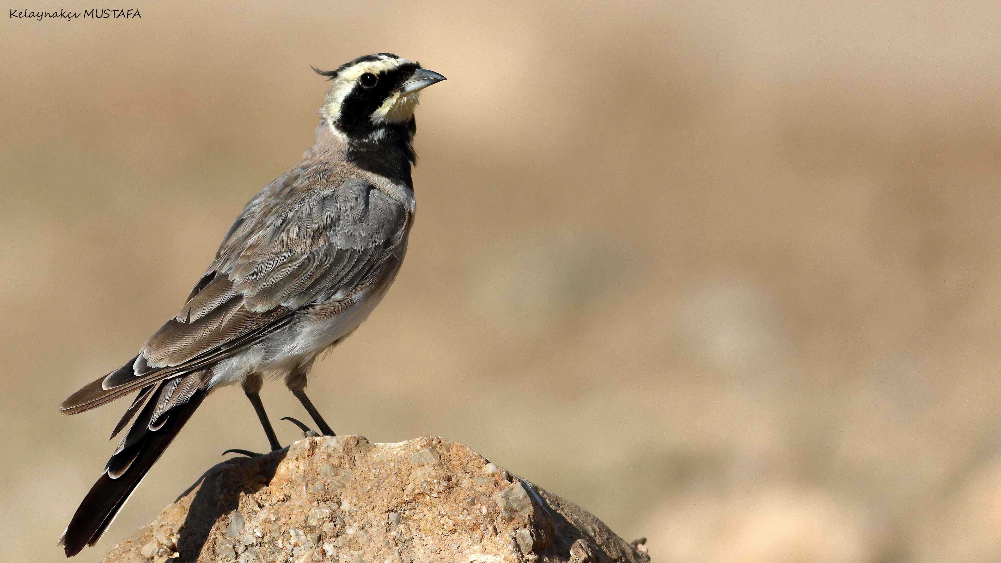 Horned Lark
